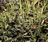 Cladonia coniocraea. Подеции с развивающимися апотециями. Московская обл., Раменский р-н, окр. ж.-д. платформы Хрипань, смешанный лес у ЛЭП. 25.07.2016.