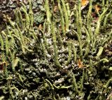 Cladonia coniocraea