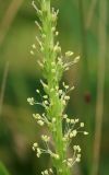 Plantago asiatica. Часть соцветия. Сахалинская обл., Томаринский р-н, окр. пос. Неводское, опушка леса у подножия сопки западной экспозиции. 17.08.2016.