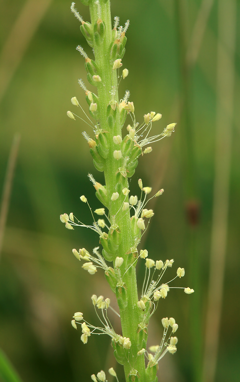 Изображение особи Plantago asiatica.