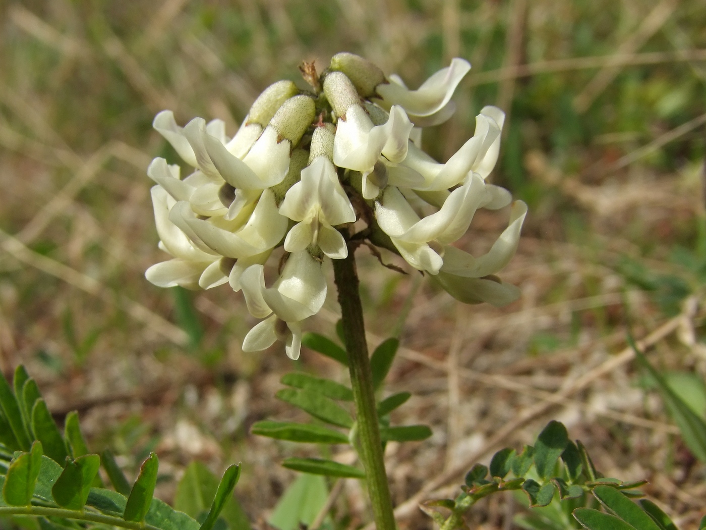 Image of Astragalus schelichowii specimen.