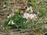 Oxytropis candicans