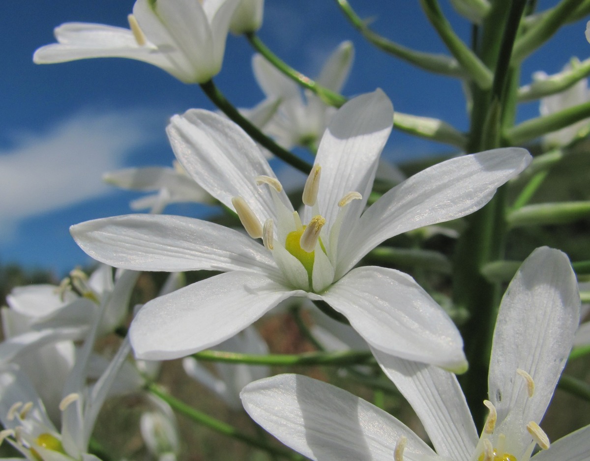 Image of Ornithogalum arcuatum specimen.