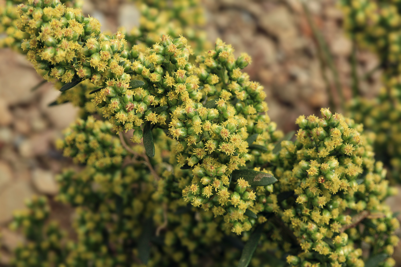 Image of Artemisia littoricola specimen.