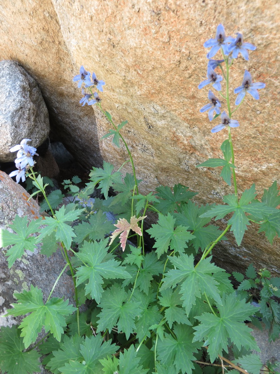 Изображение особи Delphinium mirabile.