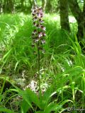 Orchis purpurea. Цветущее растение (теневая форма). Горный Крым, 25 мая 2006 г.