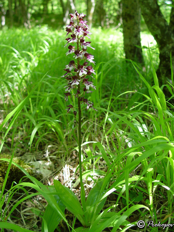 Изображение особи Orchis purpurea.