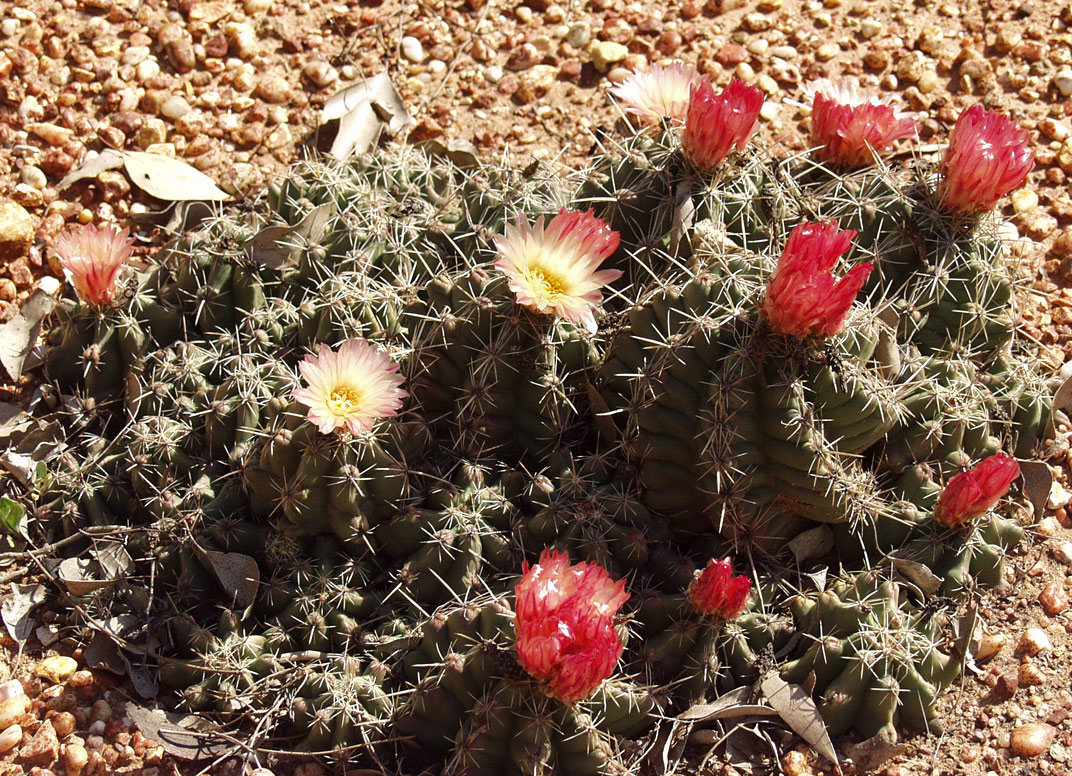 Image of genus Pyrrhocactus specimen.