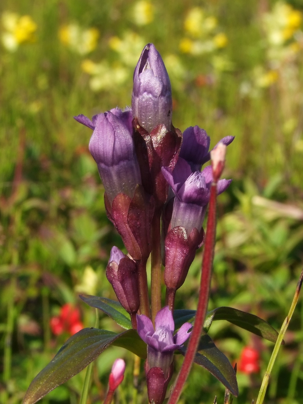 Изображение особи Gentianella auriculata.