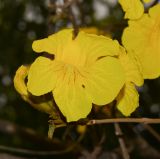 Handroanthus chrysanthus