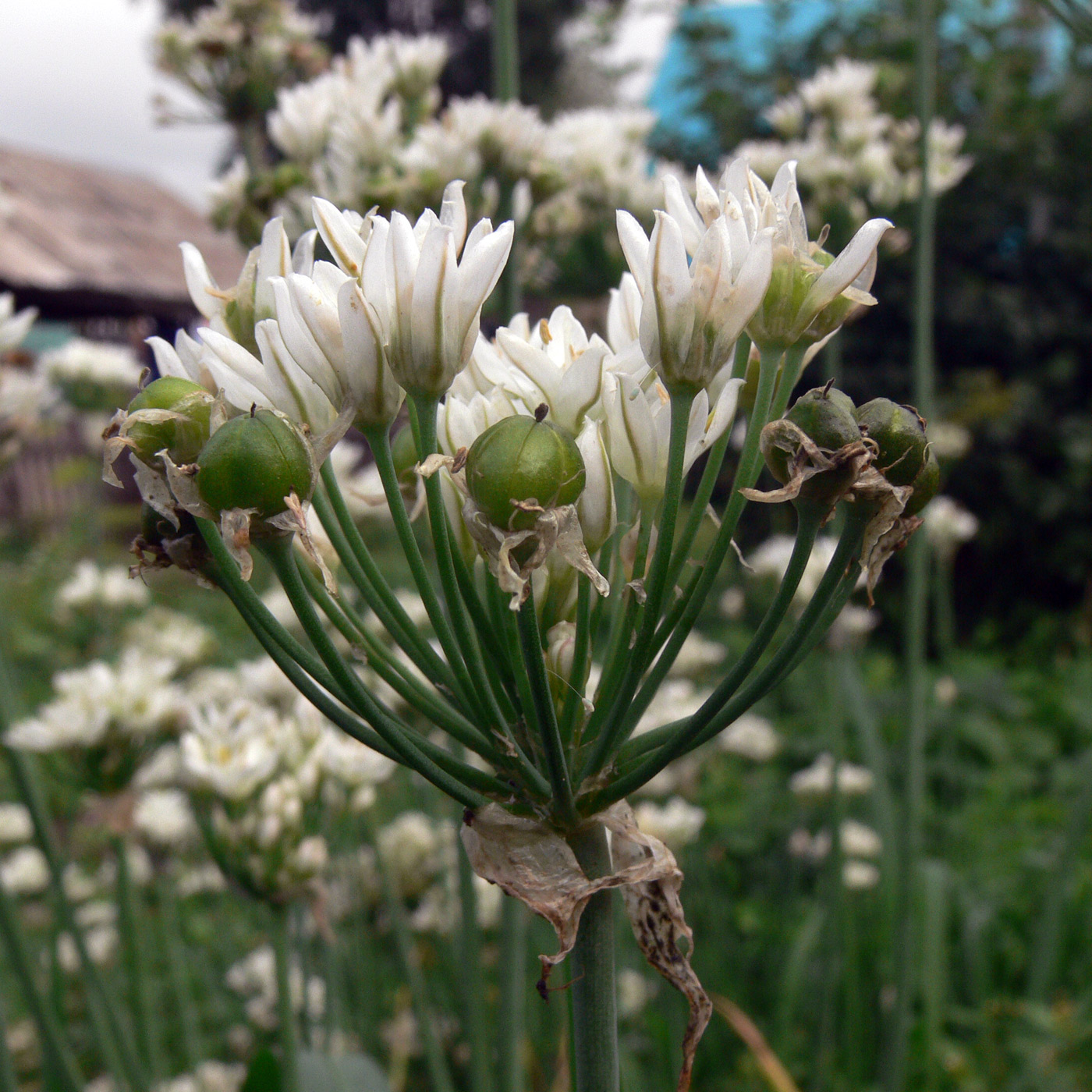 Изображение особи Allium ramosum.