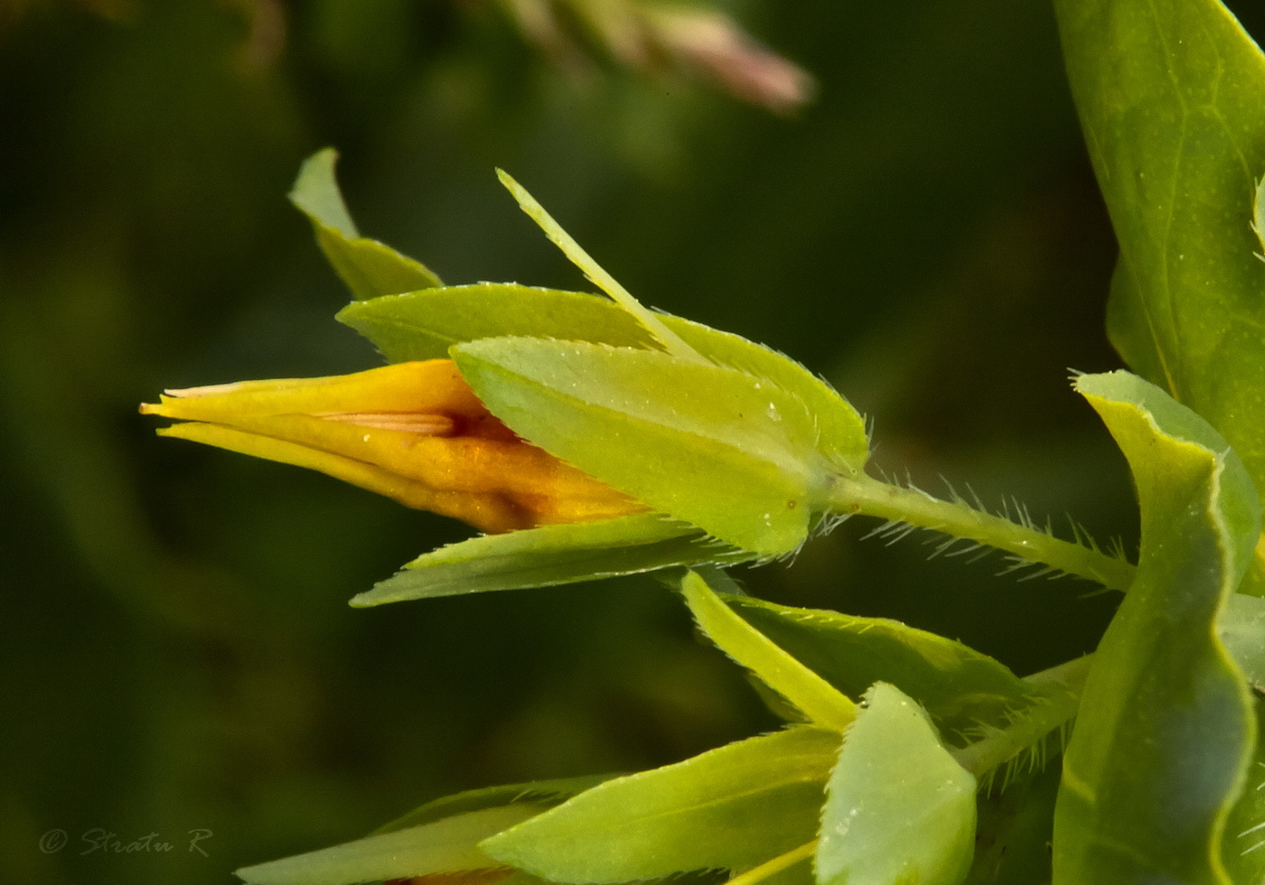 Изображение особи Cerinthe minor.