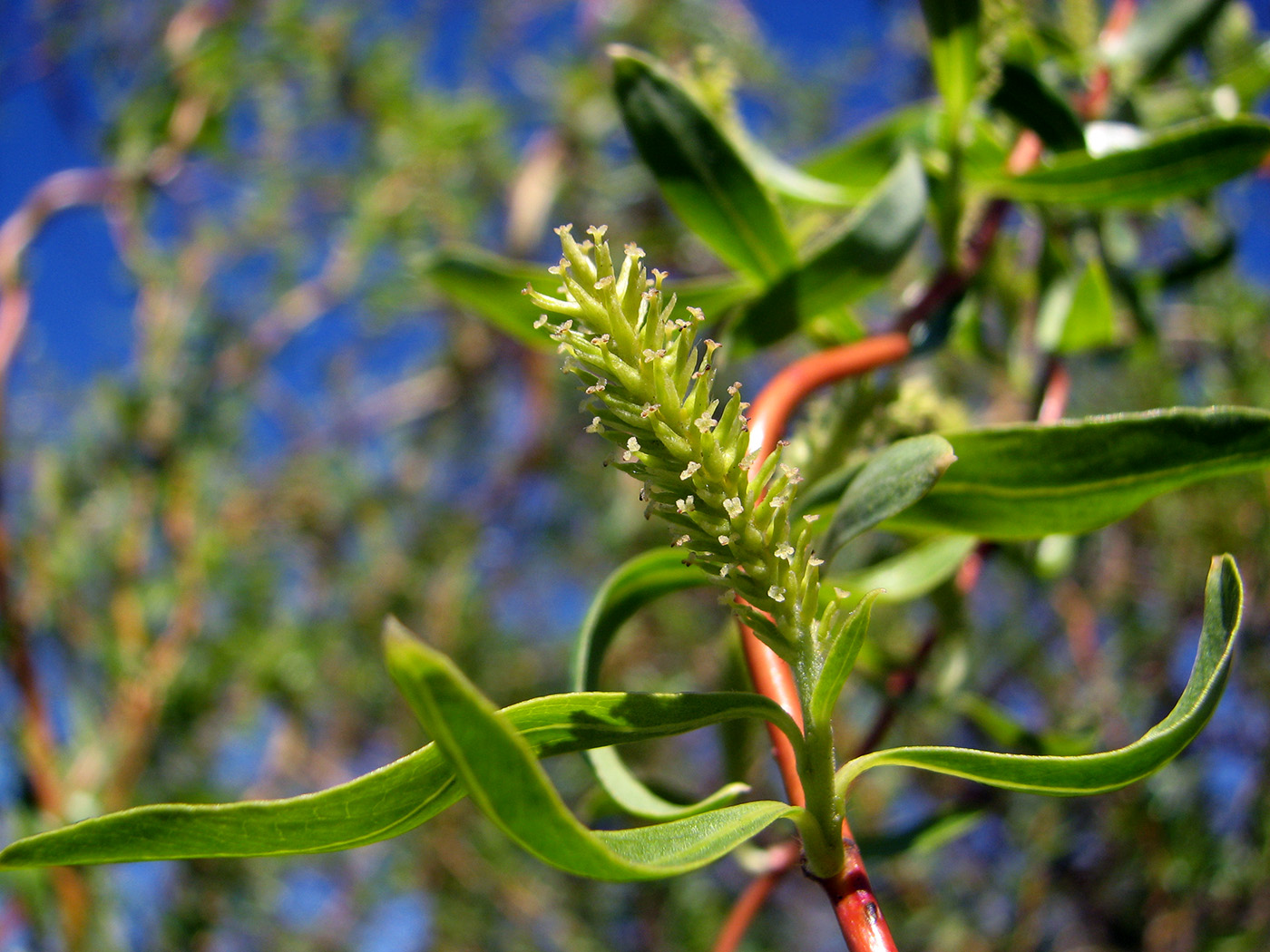 Image of Salix × sepulcralis specimen.