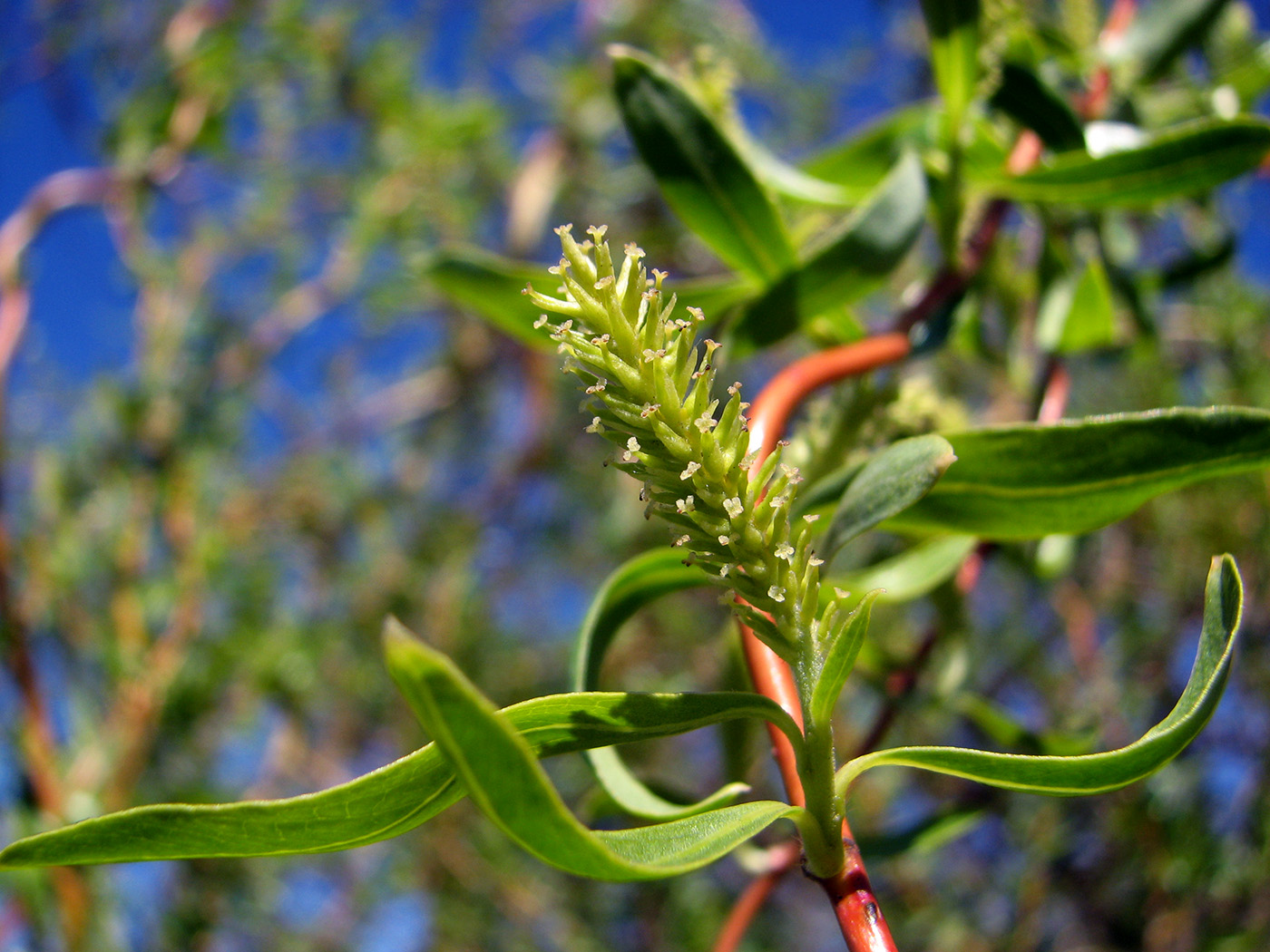 Изображение особи Salix &times; sepulcralis.