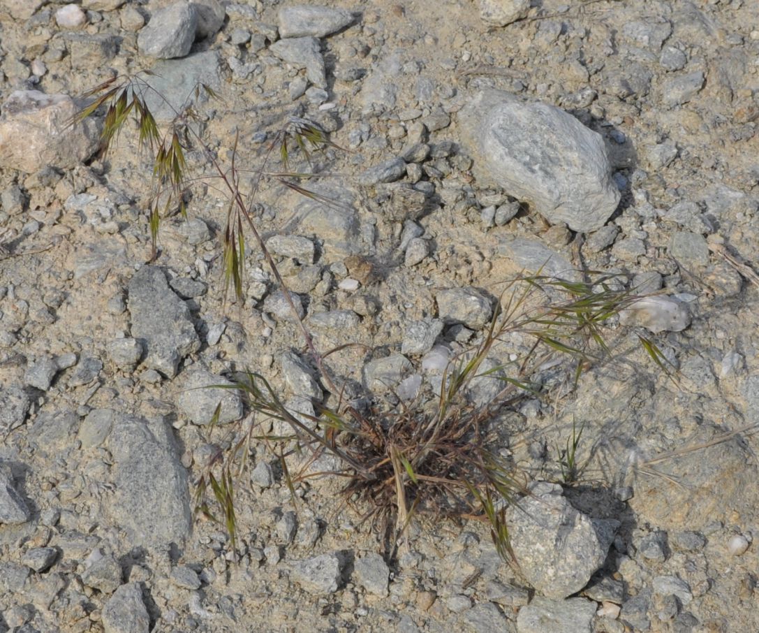 Image of Anisantha tectorum specimen.