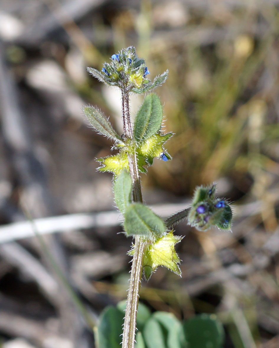 Изображение особи Asperugo procumbens.