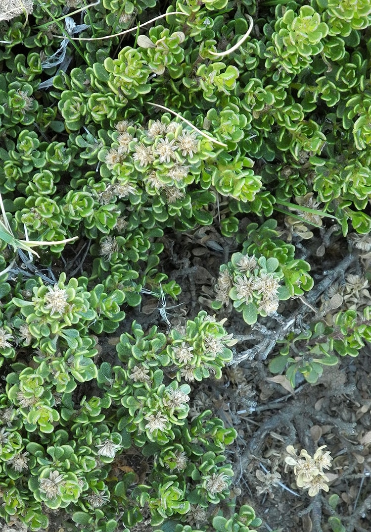 Image of Baccharis tricuneata specimen.