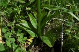 Platanthera &times; hybrida