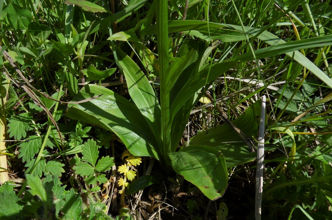 Image of Platanthera × hybrida specimen.