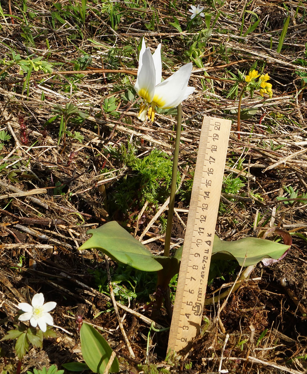 Image of Erythronium krylovii specimen.
