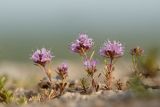 genus Thymus. Побеги с соцветиями. Ростовская обл., Усть-Донецкий р-н, окр. станицы Раздорская, известняковый выступ. 08.06.2017.