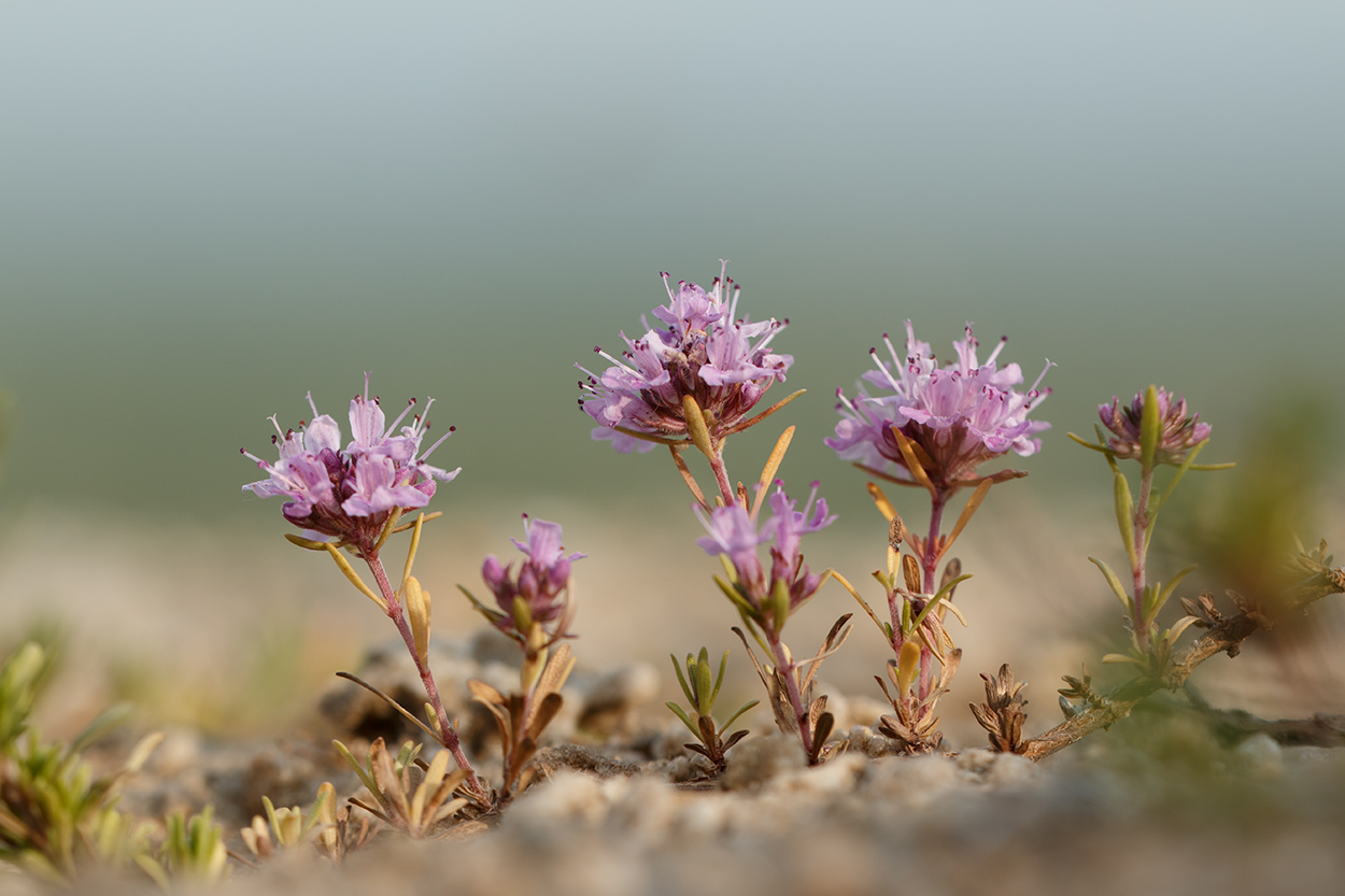 Изображение особи род Thymus.