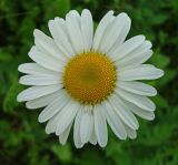 Leucanthemum ircutianum