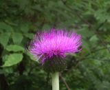 Cirsium heterophyllum