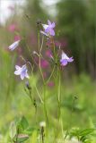 Campanula patula. Верхушка цветущего растения. Ленинградская обл., Ломоносовский р-н, окр. дер. Низино, берег Шингарского пруда, разнотравный луг. 25.06.2017.