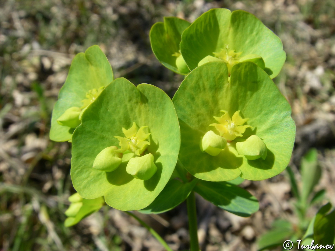 Изображение особи Euphorbia amygdaloides.