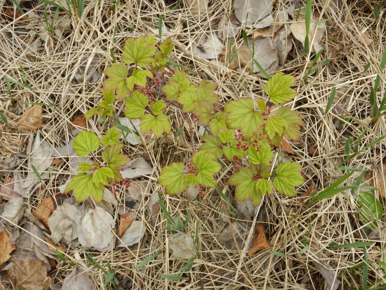 Image of Ribes triste specimen.