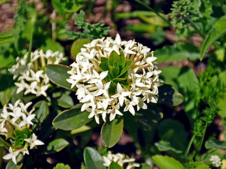 Image of Daphne glomerata specimen.
