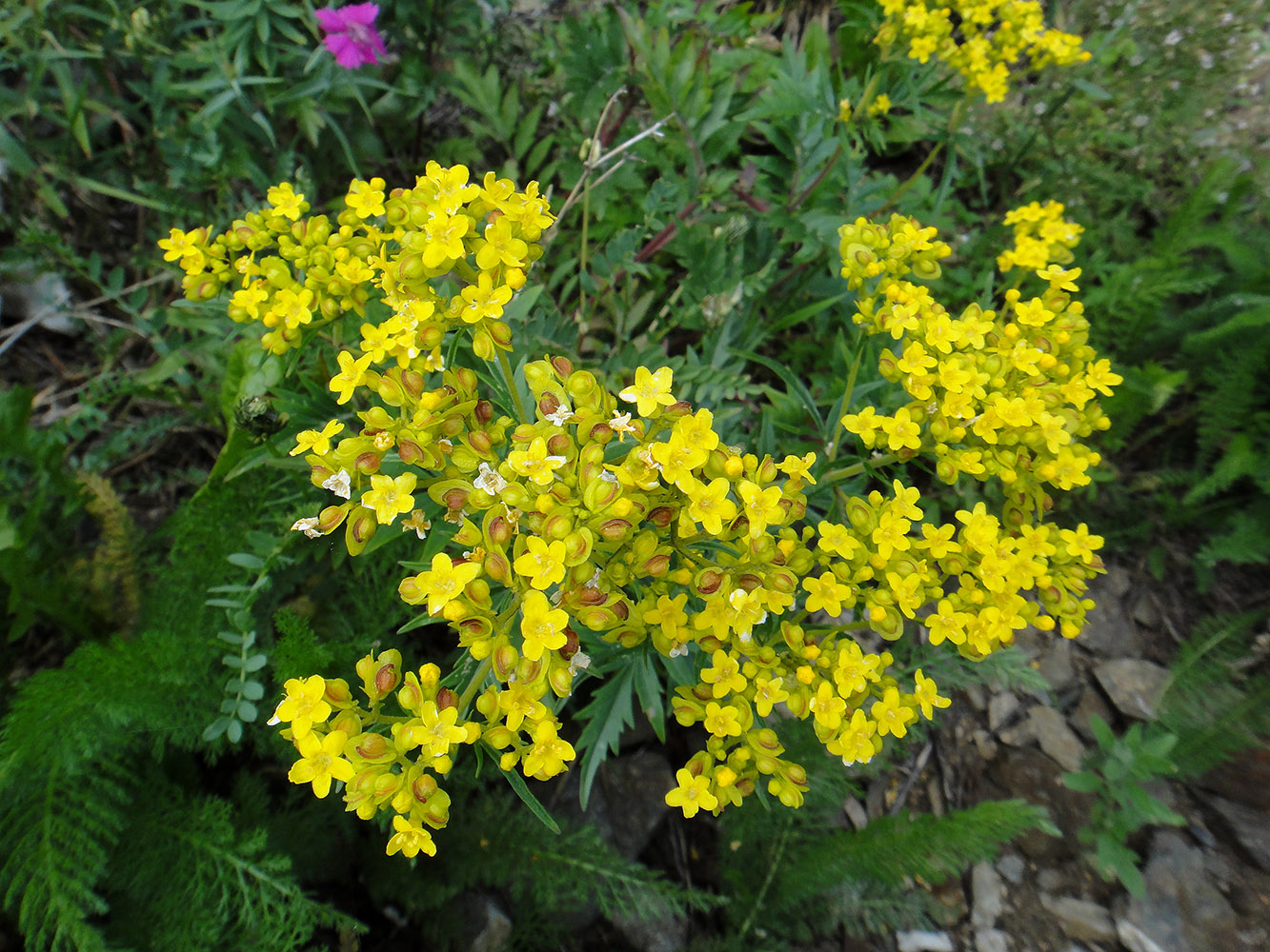 Image of Patrinia rupestris specimen.