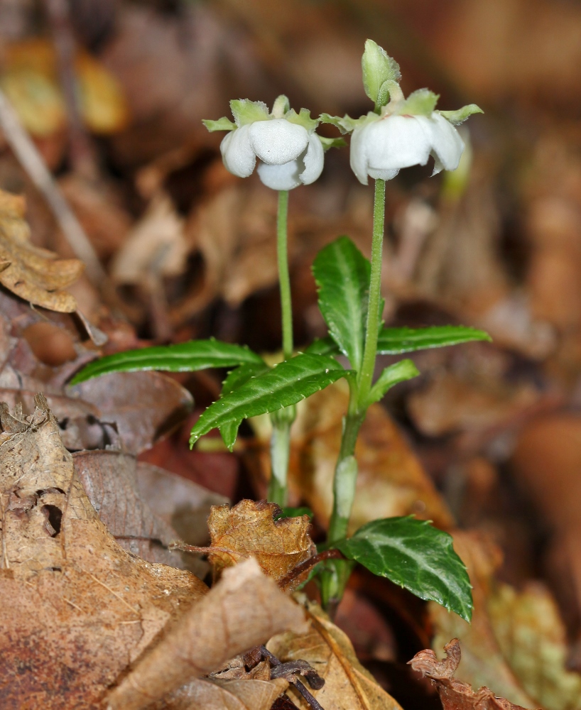 Image of Chimaphila japonica specimen.