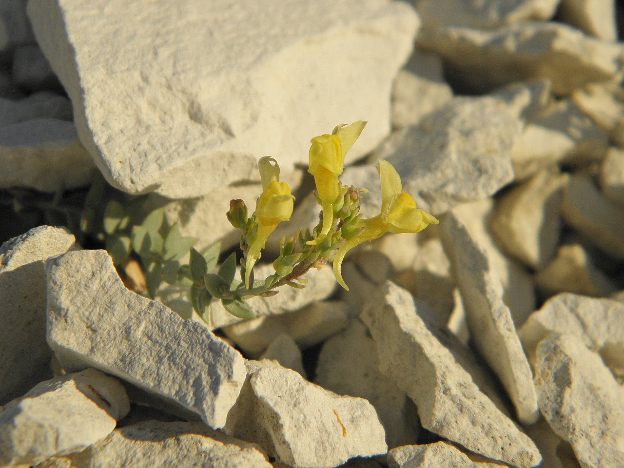 Изображение особи Linaria cretacea.