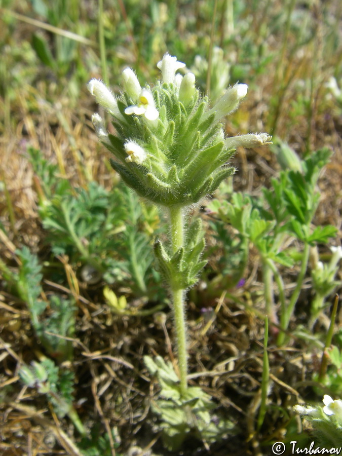 Image of Parentucellia latifolia specimen.