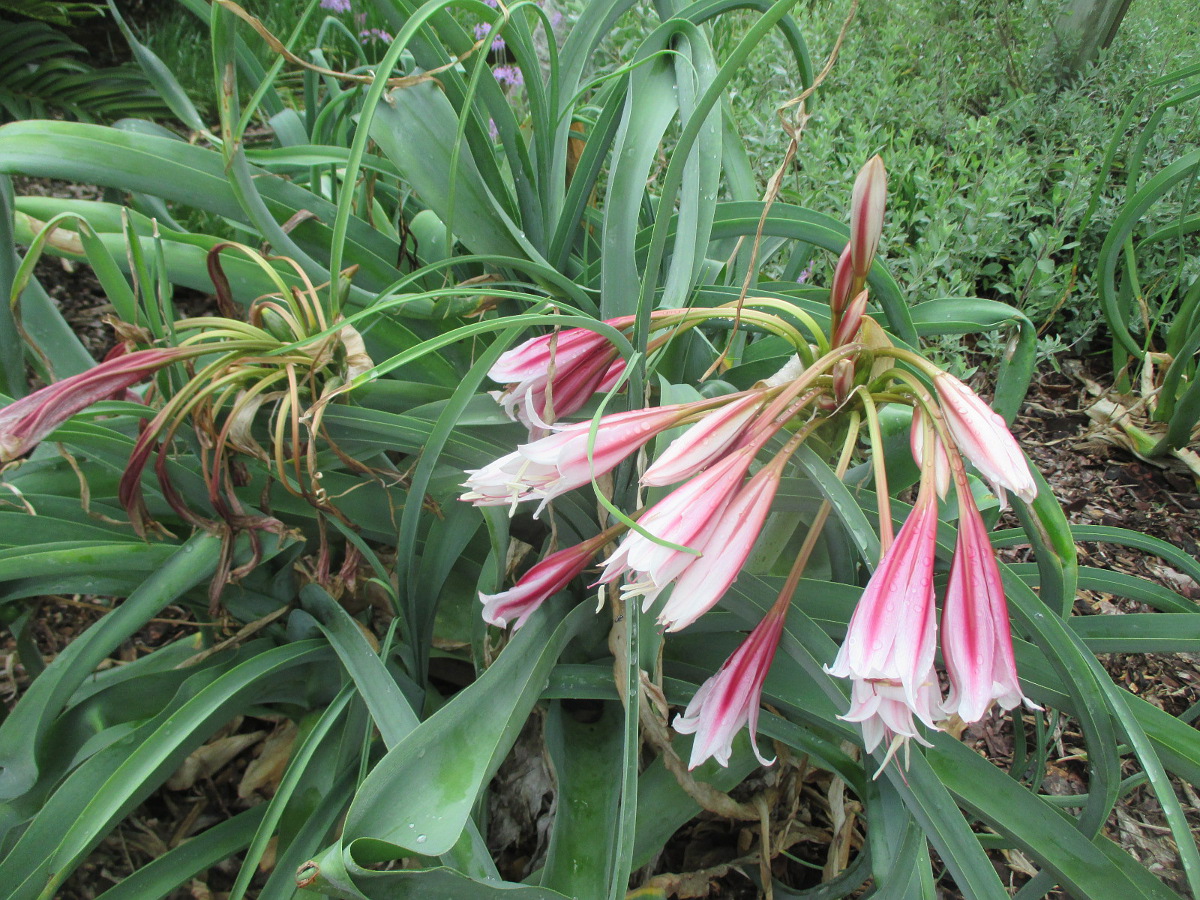 Image of Crinum bulbispermum specimen.