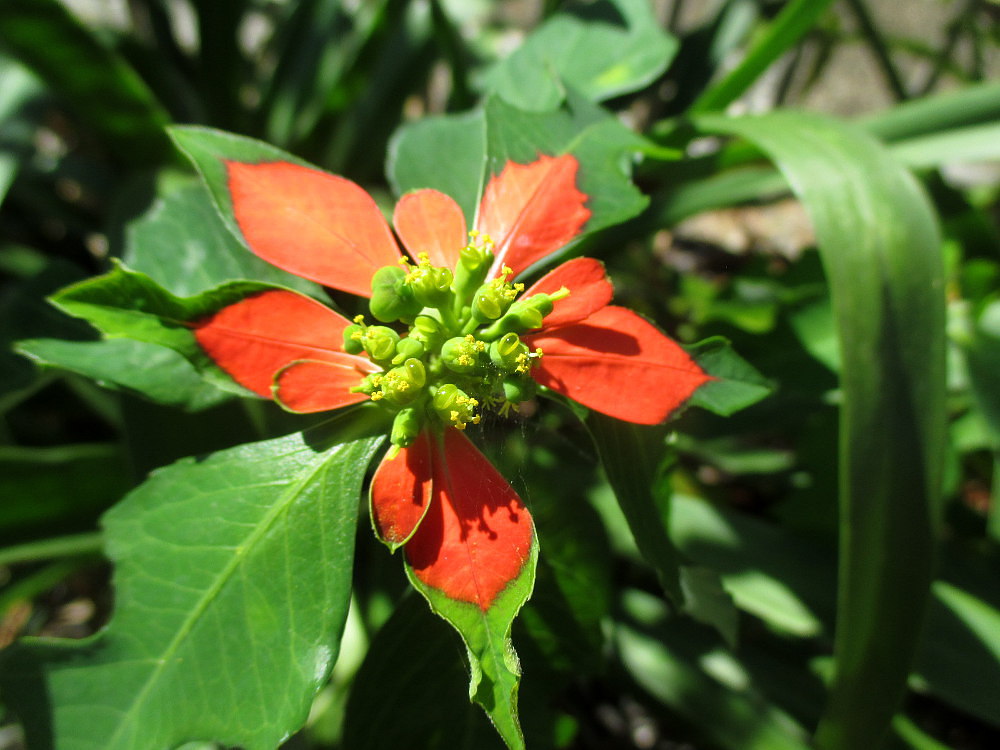 Изображение особи Euphorbia cyathophora.