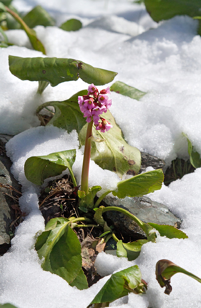 Image of Bergenia crassifolia specimen.