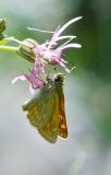 Coccyganthe flos-cuculi. Цветок с кормящейся бабочкой-толстоголовкой (Hesperiidae). Республика Алтай, Шебалинский р-н, окр. с. Камлак, правый борт долины р. Сема, пойма, сосновый лес. 14.06.2017.