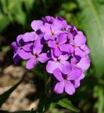 Hesperis sibirica. Цветки. Восточный Казахстан, Глубоковский р-н, окр. с. Бобровка, обочина грунтовой дороги на склоне сопки. 19.05.2017.