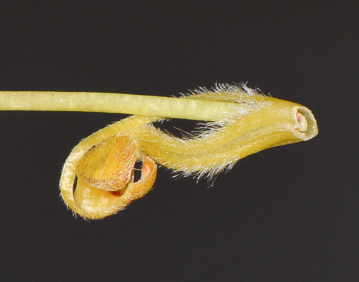 Image of Leucospermum cordifolium specimen.