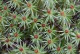Polytrichum piliferum