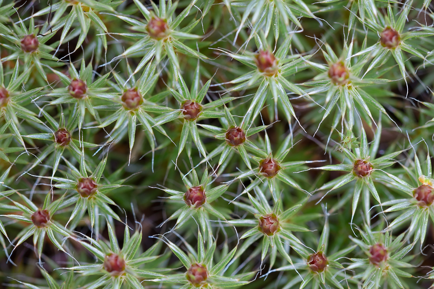 Image of Polytrichum piliferum specimen.