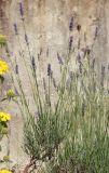 Lavandula latifolia. Ветви с соцветиями. Италия, обл. Тоскана, г. Флоренция, ботанический сад, в культуре. 4 июня 2017 г.