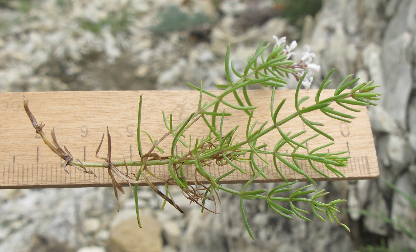 Изображение особи Asperula biebersteinii.