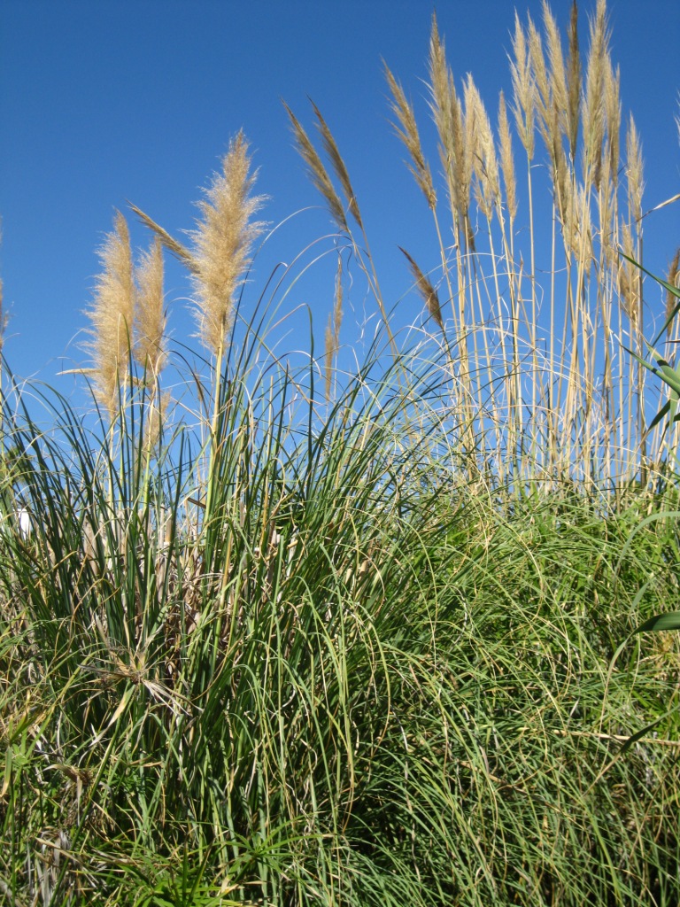 Изображение особи Cortaderia selloana.