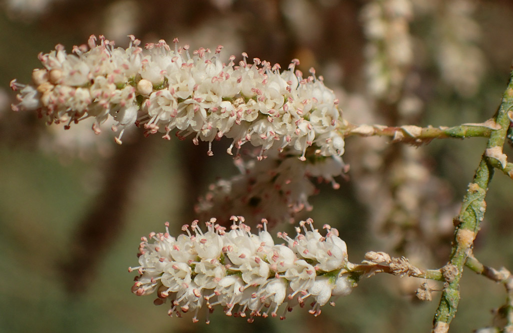 Изображение особи Tamarix smyrnensis.