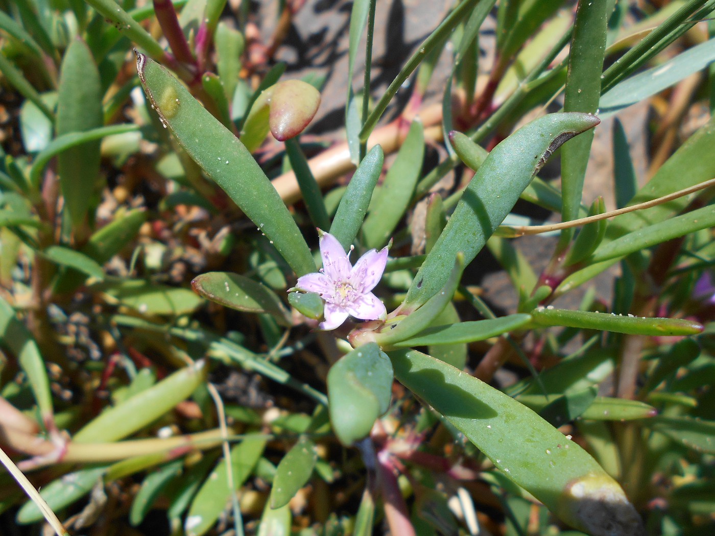 Изображение особи Sesuvium portulacastrum.