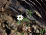 Stellaria amblyosepala. Верхушка побега с цветком. Монголия, аймак Баян-Улгий, берег оз. Дунд-Нуур, ≈ 2100 м н.у.м., на скале. 12.06.2017.